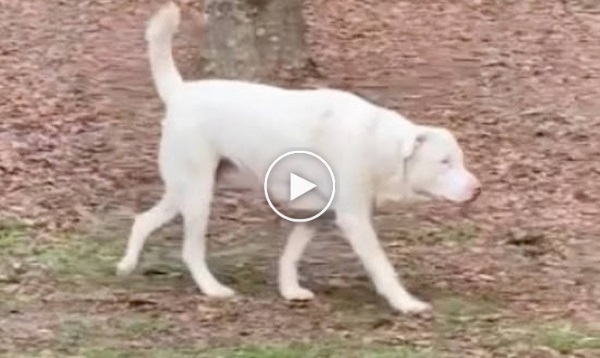 La Réaction émouvante Dun Chien Aveugle Qui Sent La Présence De Son